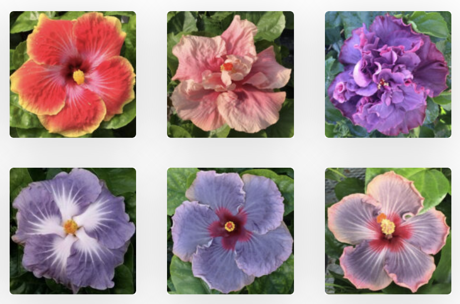 American Hibiscus Society Plant Sale